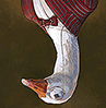 gosh_54.png